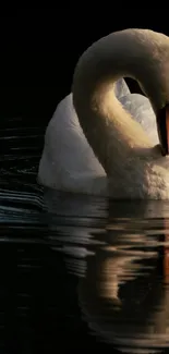 A graceful swan reflected in dark, serene waters.