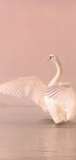 Elegant swan in a soft pink mist on tranquil water.