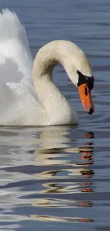 A graceful swan glides on calm reflective water, showcasing natural elegance.