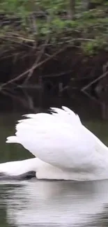 White swan gliding gracefully in calm lake with lush greenery backdrop.