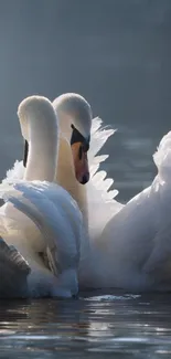 Two elegant swans glide gracefully on a serene lake.