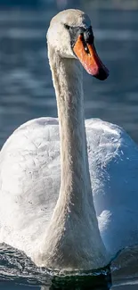 Graceful swan gliding on serene blue water, captured in a tranquil moment.