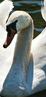 Graceful swan floating on tranquil water.