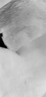 Close-up of a serene white swan with elegant folded feathers.