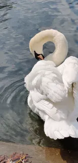 A graceful swan floating on tranquil blue water.