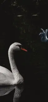 White swan gracefully floats on dark water, reflecting its elegant form.