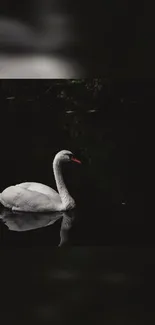 White swan gliding on dark reflective water