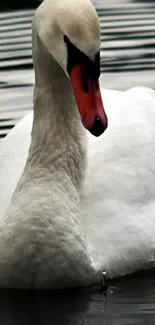 Elegant swan gliding on reflective water.