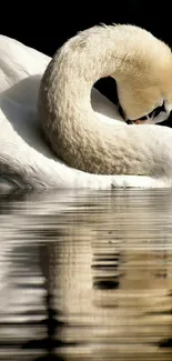 Elegant swan gracefully resting on reflective water surface.