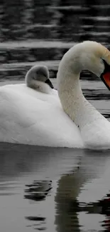 Swan gliding gracefully on reflective water surface in nature.