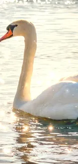 A beautiful swan on shimmering water with the sun reflecting.