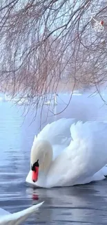 Elegant swan gracefully floating on tranquil lake.