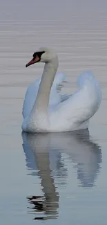 Elegant swan gracefully swimming on a tranquil lake, reflecting in calm waters.