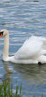 Graceful white swan gliding on serene blue lake surface.