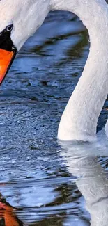 Elegant swan gliding on rippling blue water with reflection.