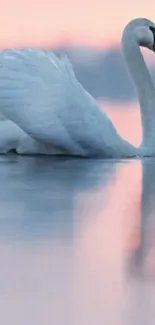 Swan gliding on calm water at sunset.