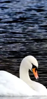 Graceful swan gliding on calm blue waters.