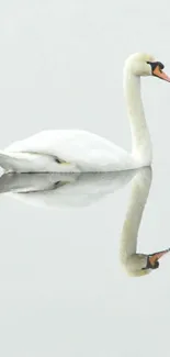 Elegant swan with reflection on calm lake