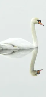 Elegant swan gracefully reflected on calm water surface.