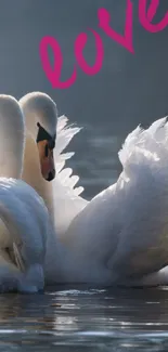 Two elegant swans swimming on a serene lake.