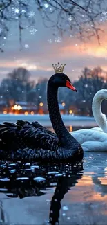 Elegant black and white swans at sunset with a crown.