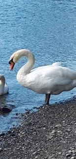 Two swans by a tranquil lake, with blue water.