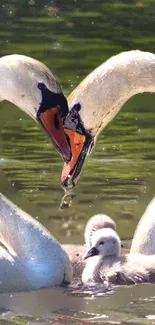 Graceful swans forming heart shape on serene water.