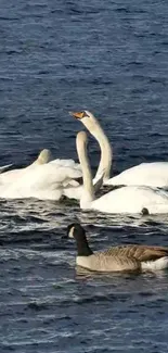 Swans gracefully swimming in calm blue water.