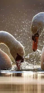 Two elegant swans interacting in shimmering water.