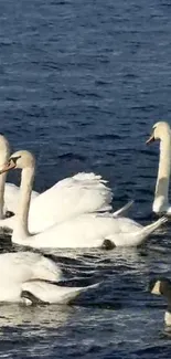 Graceful swans gliding on a serene blue lake.