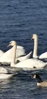 Elegant swans gracefully gliding on deep blue water.