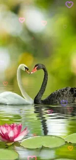 White and black swans on a peaceful lake with a pink lotus flower.