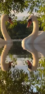 Two swans mirrored on a calm lake with lush trees.