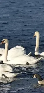 Swans gliding elegantly on blue water surface.