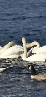 Elegant swans gracefully swim on a serene blue lake.