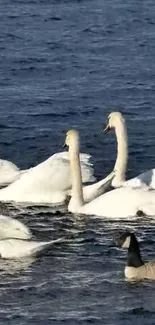 Swans gracefully gliding on a tranquil blue lake.