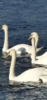 Elegant swans gracefully swimming in tranquil blue waters.