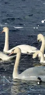 Swans gliding gracefully on calm blue water with digital patterns overlay.