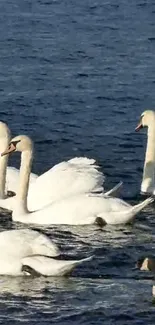 Mobile wallpaper featuring swans on blue water, showcasing nature's elegance.