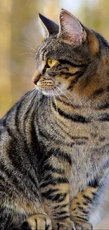 Elegant tabby cat sitting in nature, vibrant yellow eyes.