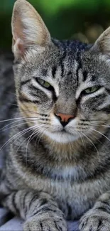 Close-up of a calm, gray tabby cat lounging elegantly.