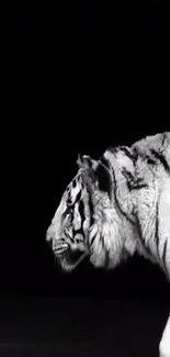 Black and white tiger on a dark background wallpaper.