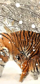 Two tigers softly walking in a winter wonderland.