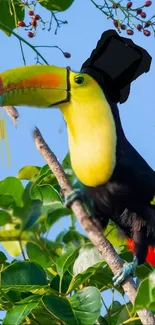 Toucan with a top hat perched on a branch in lush greenery.