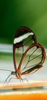 Transparent butterfly with delicate wings resting gracefully.