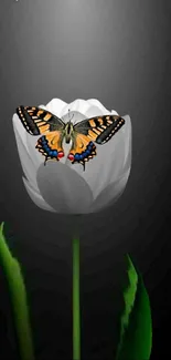 Butterfly on a white tulip against a black background wallpaper.