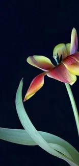 Vivid tulip with dark background mobile wallpaper.