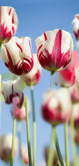 Red and white tulips against a bright blue sky.