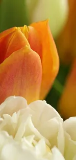 Vibrant orange and white tulip floral wallpaper for mobile phones.