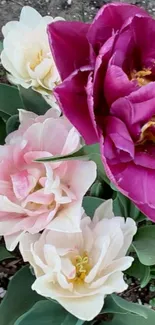 Beautiful pink and magenta tulips in a garden setting.